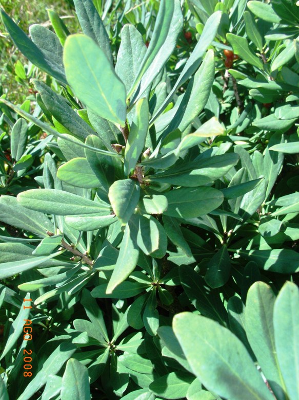 Daphne mezereum